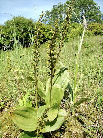 twayblade